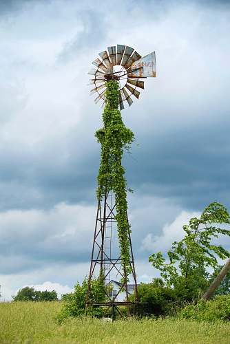 flora black and gray windmill with vine plants palm tree