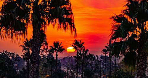 flora silhouette photography of trees palm tree
