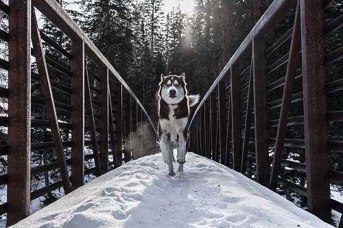 handrail running dog in bridge animal