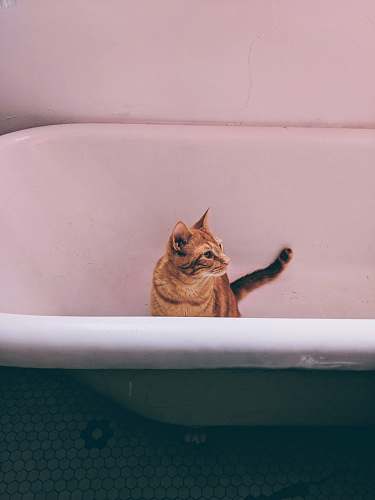 tub orange tabby cat inside bathtub animal