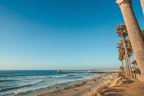 ocean palm tree on seashore near body of water architecture