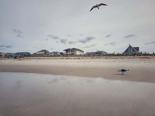 coast two gray bird near building under gray sky nature