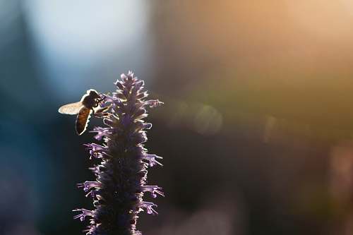 insect closeup photo of wing insect perching on flower animal