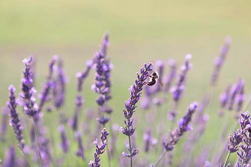 plant purple flowers in bloom honey bee