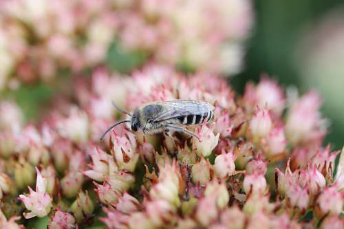 flower shallow focus photography of bee sucking flowers animal