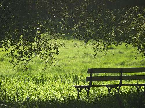 green brown and black wooden bench beside green grass united states