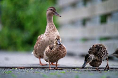 beak  waterfowl