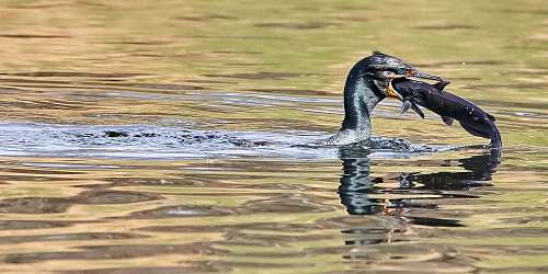cormorant black bird eating fish animal