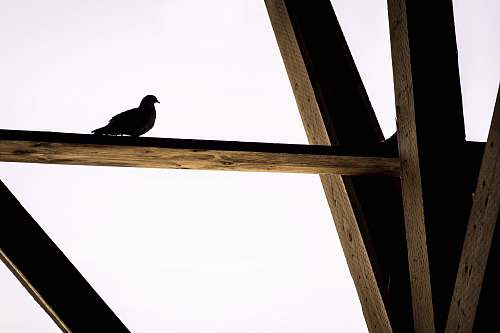 animal black bird on wooden stick monterey bay