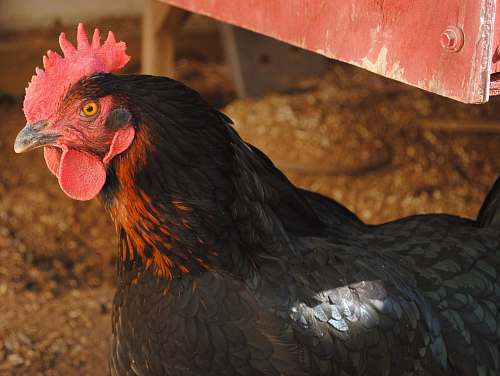 chicken black rooster fowl