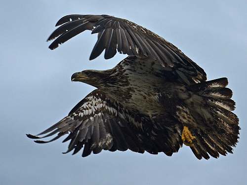 eagle eagle flying under blue sky animal
