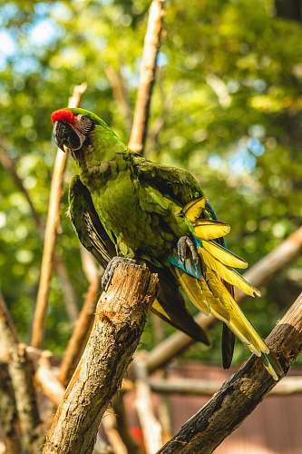 parrot green macaw birch on tree branch macaw