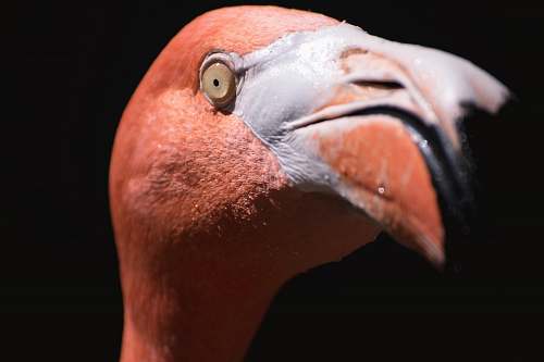 animal macro shot photography of pink flamingo flamingo