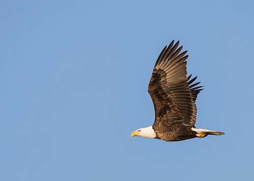 animal photo of bald eagle flying in the sky eagle