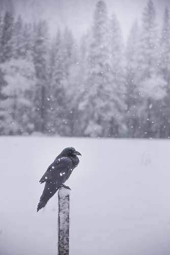 animal raven perching on black lumber grey