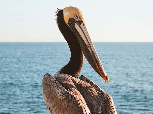 pelican shallow focus photo of pelican animal