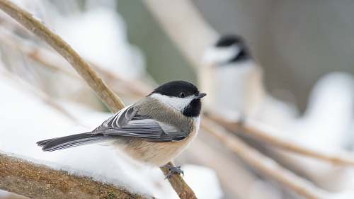 winter shallow focus shot of gray and brown bird 04009