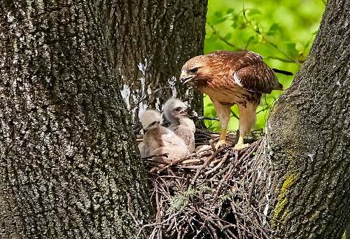 animal three brown chicks in nest hawk