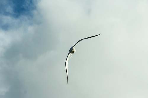 animal white and black bird flying under white clouds during daytime flying