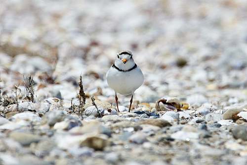animal white gull on white and gray pebbles at daytime puffin