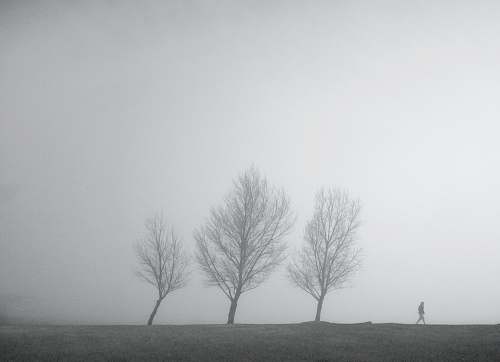 grey bare tree on gray field nature