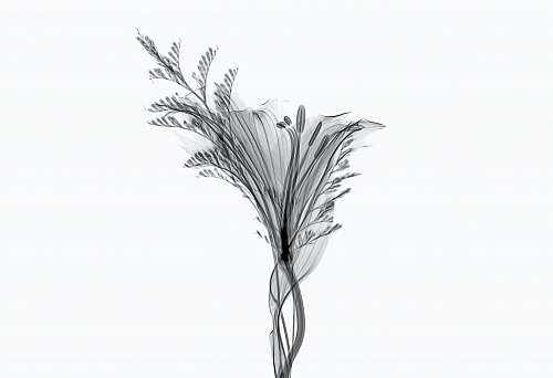 plant gray lily flower isolated on white background arecaceae