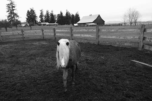 barn grayscale photo of pony in ranch farm