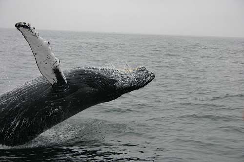 mammal photo of whale whale