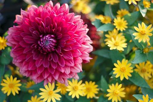 dahlia pink cluster flower flower