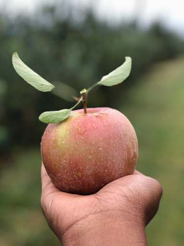 bud selective focus photography of person holding apple fruit flora