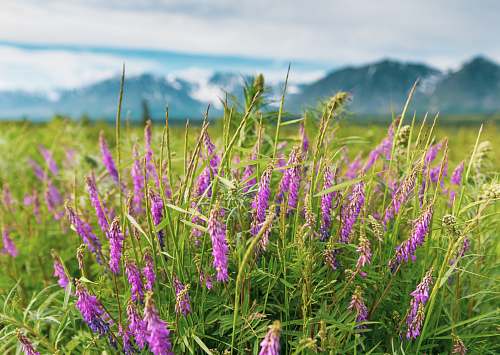flower shallow focus photo of purple flowers lupin