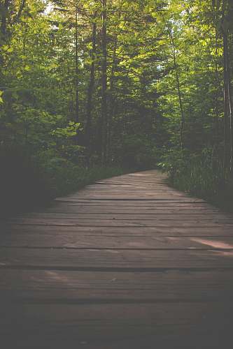 bridge brown wooden doclk beside trees building