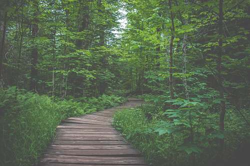 boardwalk view of forest during daytime path