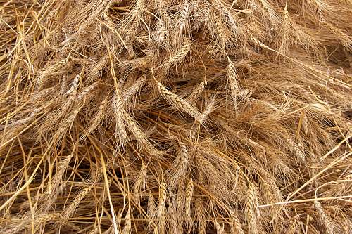 flora whole grain food