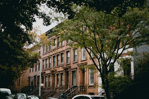 tree brown building city