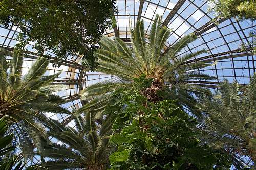 architecture low angle photo of palm trees garden