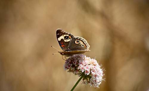 animal close-up photo of butterfly perching on pink petaled flower insect