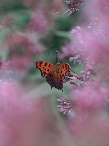 insect orange and gray butterfly on pink flowers flower