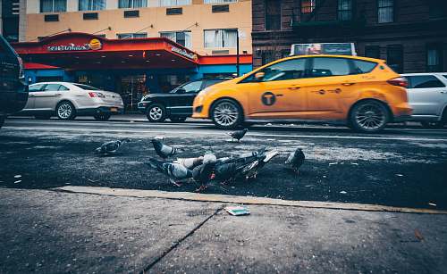 car pigeons eating on road taxi