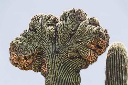 plant green and brown cactus nature