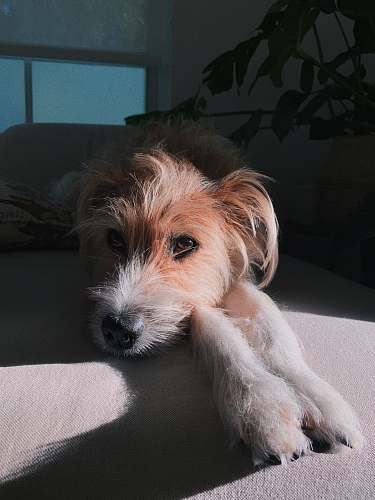 mammal brown dog on sofa animal