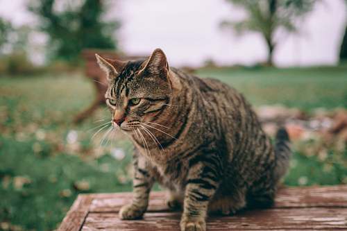 animal selective focus photography of brown tabby cat on brown wooden table mammal
