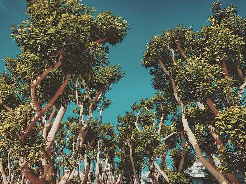 paper group of green-leafed tree during daytime san diego