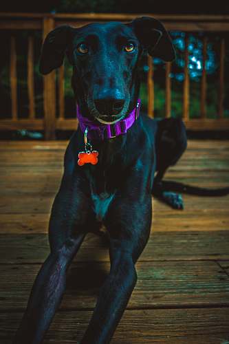 animal black Labrador dog laying on wooden surface canine