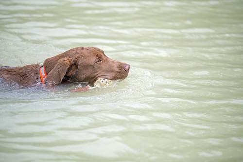 canine dog swimmnig labrador retriever