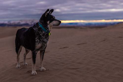 pet selective focus photo of short-coated black and brown dog on desert under cloudy sky at daytime animal