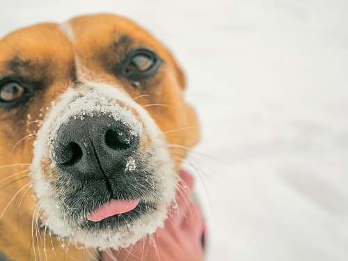 pet selective focus photography of dog nose with snow animal