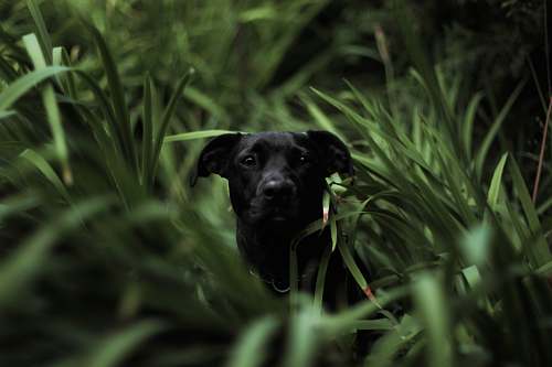 grass short-coated black dog in grass field in tilt shift photography canine
