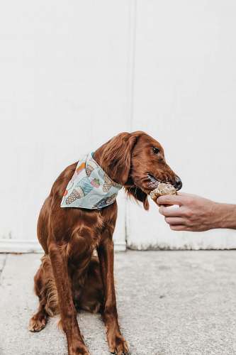 pet short-coated brown dog animal