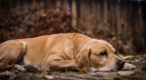pet short-coated tan dog lying on soil golden retriever